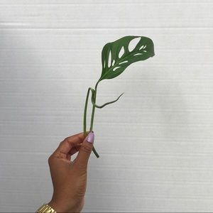 Monstera Adansonii 🌿✨